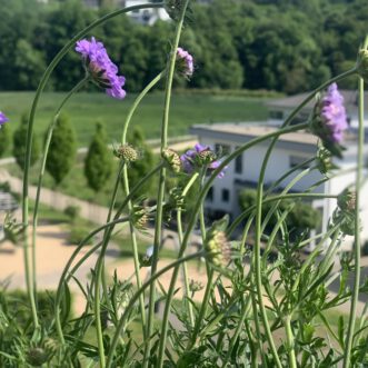 Die alte weisse Frau und die Gartengestaltung