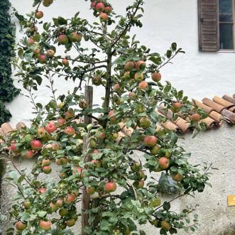 Die alte weisse Frau törggelt